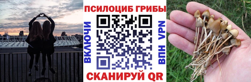 Псилоцибиновые грибы Psilocybe  Купить где  Скопин 